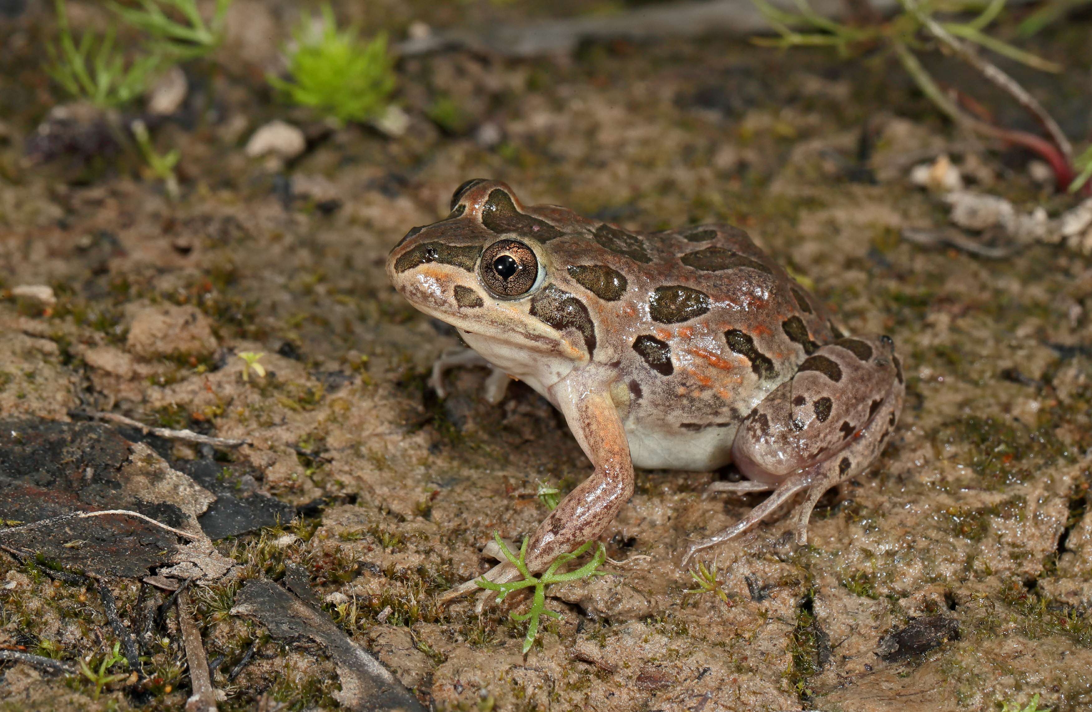The Spotted Marsh Frog. Photo by Chris Tzaros. 